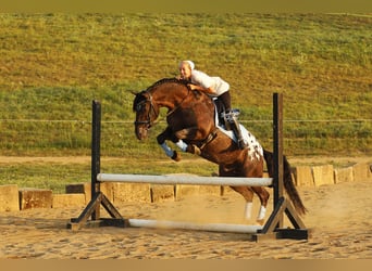 Friesen Mix, Wallach, 5 Jahre, 152 cm, Rappe