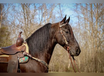 Friesen, Wallach, 5 Jahre, 152 cm, Rappe