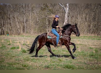 Friesen, Wallach, 5 Jahre, 152 cm, Rappe