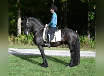 Friesen Mix, Wallach, 5 Jahre, 152 cm, Rappe Friesen Mix, Wallach, 5 Jahre, 152 cm, Rappe