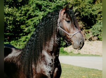 Friesen Mix, Wallach, 5 Jahre, 152 cm, Rappe Friesen Mix, Wallach, 5 Jahre, 152 cm, Rappe