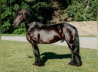 Friesen Mix, Wallach, 5 Jahre, 152 cm, Rappe Friesen Mix, Wallach, 5 Jahre, 152 cm, Rappe