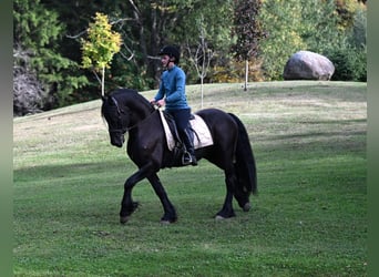 Friesen Mix, Wallach, 5 Jahre, 152 cm, Rappe Friesen Mix, Wallach, 5 Jahre, 152 cm, Rappe