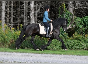 Friesen Mix, Wallach, 5 Jahre, 152 cm, Rappe Friesen Mix, Wallach, 5 Jahre, 152 cm, Rappe