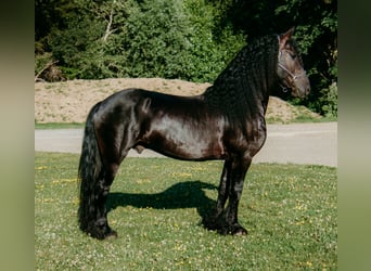 Friesen Mix, Wallach, 5 Jahre, 152 cm, Rappe Friesen Mix, Wallach, 5 Jahre, 152 cm, Rappe