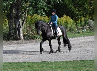 Friesen Mix, Wallach, 5 Jahre, 152 cm, Rappe Friesen Mix, Wallach, 5 Jahre, 152 cm, Rappe