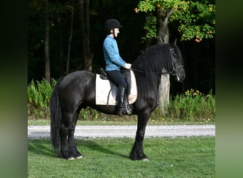 Friesen Mix, Wallach, 5 Jahre, 152 cm, Rappe Friesen Mix, Wallach, 5 Jahre, 152 cm, Rappe