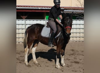 Friesen Mix, Wallach, 5 Jahre, 155 cm, Dunkelbrauner