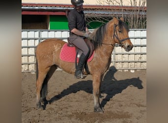 Friesen Mix, Wallach, 5 Jahre, 155 cm, Dunkelbrauner