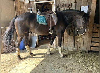 Friesen, Wallach, 5 Jahre, 155 cm, Rappe