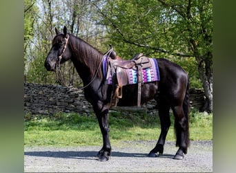 Friesen, Wallach, 5 Jahre, 155 cm, Rappe