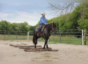 Friesen Mix, Wallach, 5 Jahre, 155 cm, Rappe