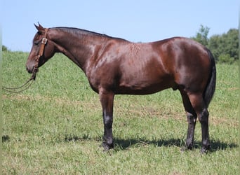 Friesen, Wallach, 5 Jahre, 155 cm, Rotbrauner