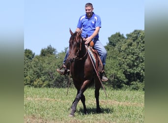 Friesen, Wallach, 5 Jahre, 155 cm, Rotbrauner