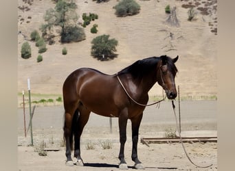 Friesen, Wallach, 5 Jahre, 155 cm, Rotbrauner