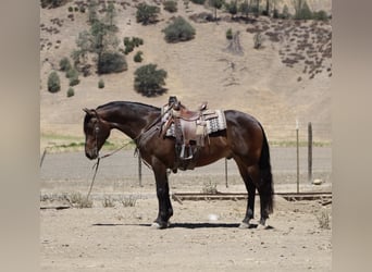 Friesen, Wallach, 5 Jahre, 155 cm, Rotbrauner