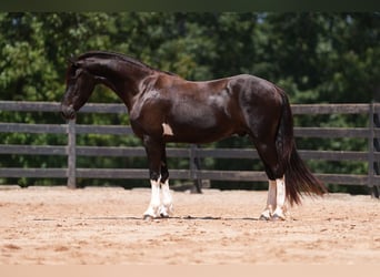 Friesen Mix, Wallach, 5 Jahre, 155 cm, Schecke