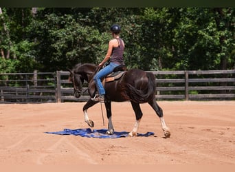 Friesen Mix, Wallach, 5 Jahre, 155 cm, Schecke
