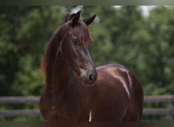 Friesen Mix, Wallach, 5 Jahre, 155 cm, Schecke