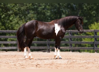 Friesen Mix, Wallach, 5 Jahre, 155 cm, Schecke