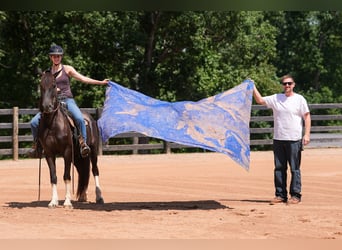 Friesen Mix, Wallach, 5 Jahre, 155 cm, Schecke