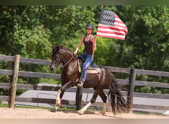 Friesen Mix, Wallach, 5 Jahre, 155 cm, Schecke