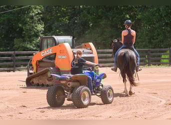 Friesen Mix, Wallach, 5 Jahre, 155 cm, Schecke
