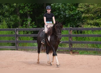 Friesen Mix, Wallach, 5 Jahre, 155 cm, Schecke