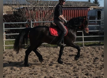 Friesen Mix, Wallach, 5 Jahre, 157 cm, Dunkelbrauner