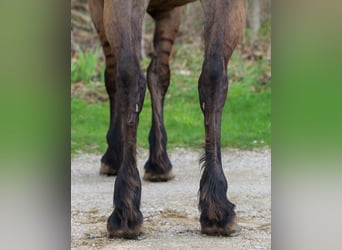 Friesen Mix, Wallach, 5 Jahre, 157 cm, Grullo