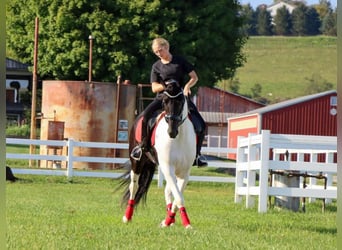 Friesen Mix, Wallach, 5 Jahre, 157 cm, Rappe