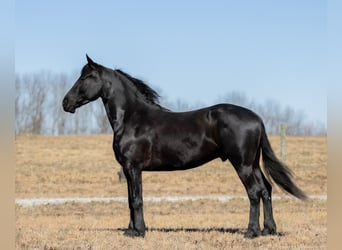 Friesen Mix, Wallach, 5 Jahre, 157 cm, Rappe