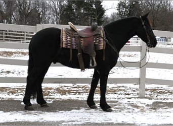 Friesen Mix, Wallach, 5 Jahre, 157 cm, Rappe