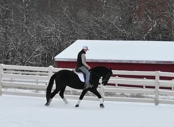 Friesen Mix, Wallach, 5 Jahre, 157 cm, Rappe