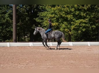 Friesen Mix, Wallach, 5 Jahre, 157 cm, Schimmel