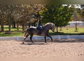 Friesen Mix, Wallach, 5 Jahre, 157 cm, Schimmel