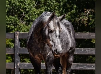 Friesen Mix, Wallach, 5 Jahre, 157 cm, Schimmel