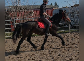 Friesen Mix, Wallach, 5 Jahre, 157 cm, Schwarzbrauner