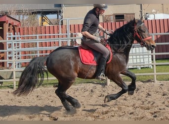 Friesen Mix, Wallach, 5 Jahre, 157 cm, Schwarzbrauner