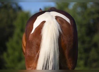 Friesen Mix, Wallach, 5 Jahre, 157 cm