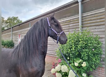 Friesen, Wallach, 5 Jahre, 158 cm, Rappe