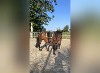 Friesen Mix, Wallach, 5 Jahre, 160 cm