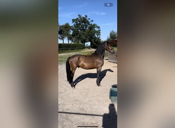 Friesen Mix, Wallach, 5 Jahre, 160 cm