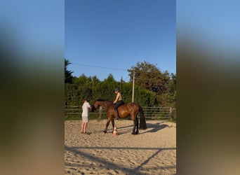 Friesen Mix, Wallach, 5 Jahre, 160 cm