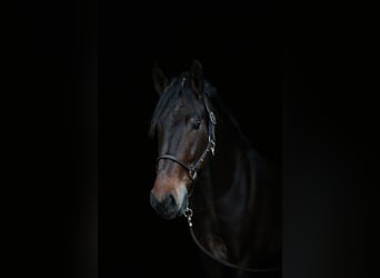 Friesen Mix, Wallach, 5 Jahre, 160 cm