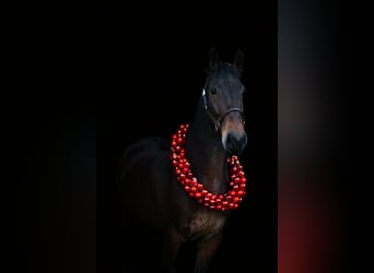 Friesen Mix, Wallach, 5 Jahre, 160 cm