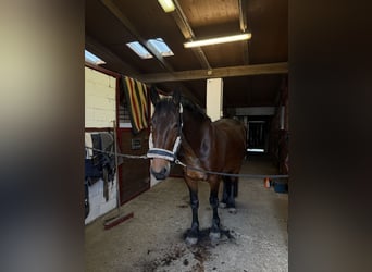 Friesen Mix, Wallach, 5 Jahre, 160 cm