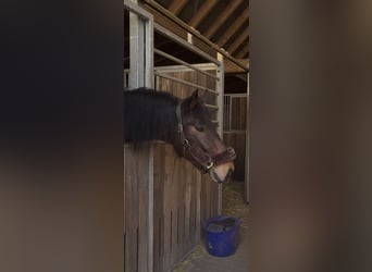 Friesen Mix, Wallach, 5 Jahre, 160 cm