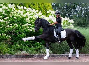 Friesen, Wallach, 5 Jahre, 160 cm, Rappe