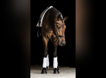 Friesen Mix, Wallach, 5 Jahre, 160 cm, Rotbrauner